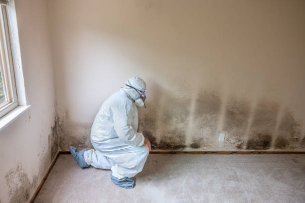 Best Real Estate Mold Inspection  in Teaticket, MA